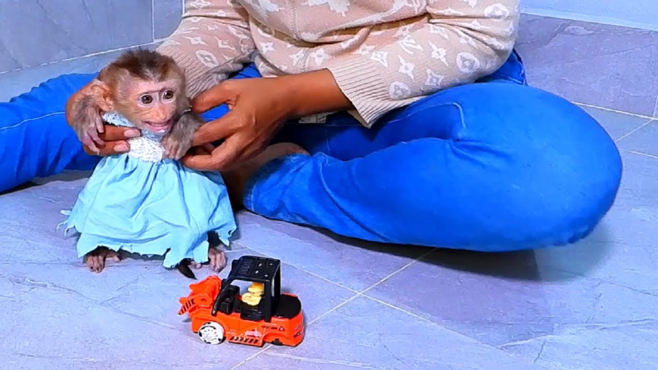 Aww- Cute Monkey Happy playing car toy