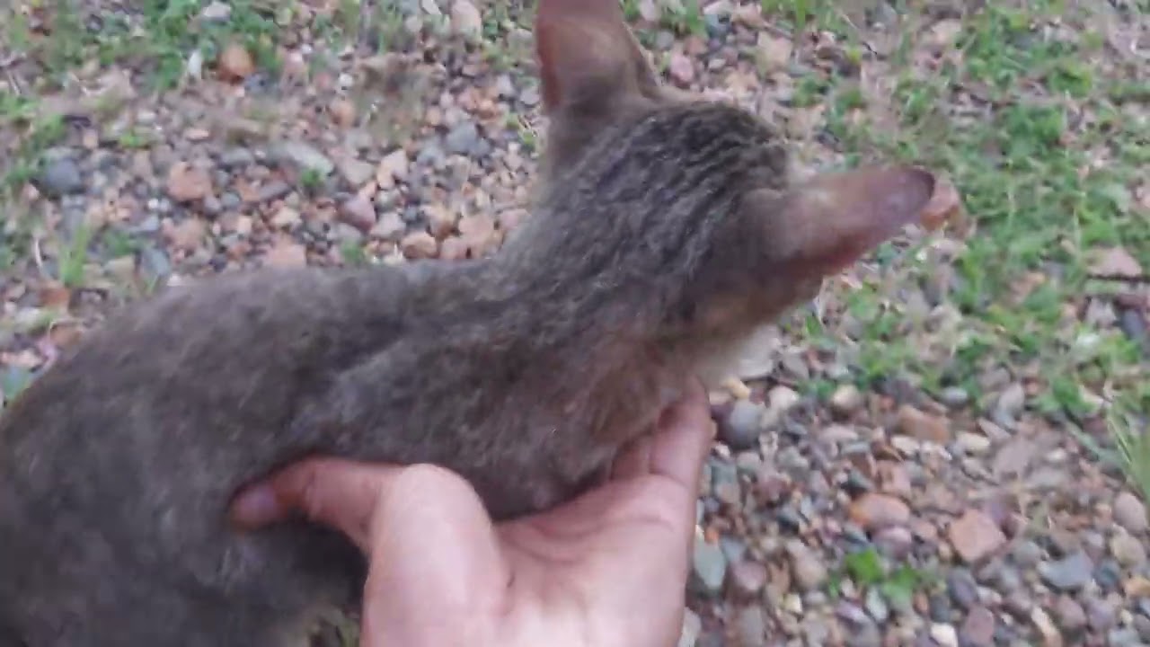 This Is How Cats Eat When They’re Really Hungry