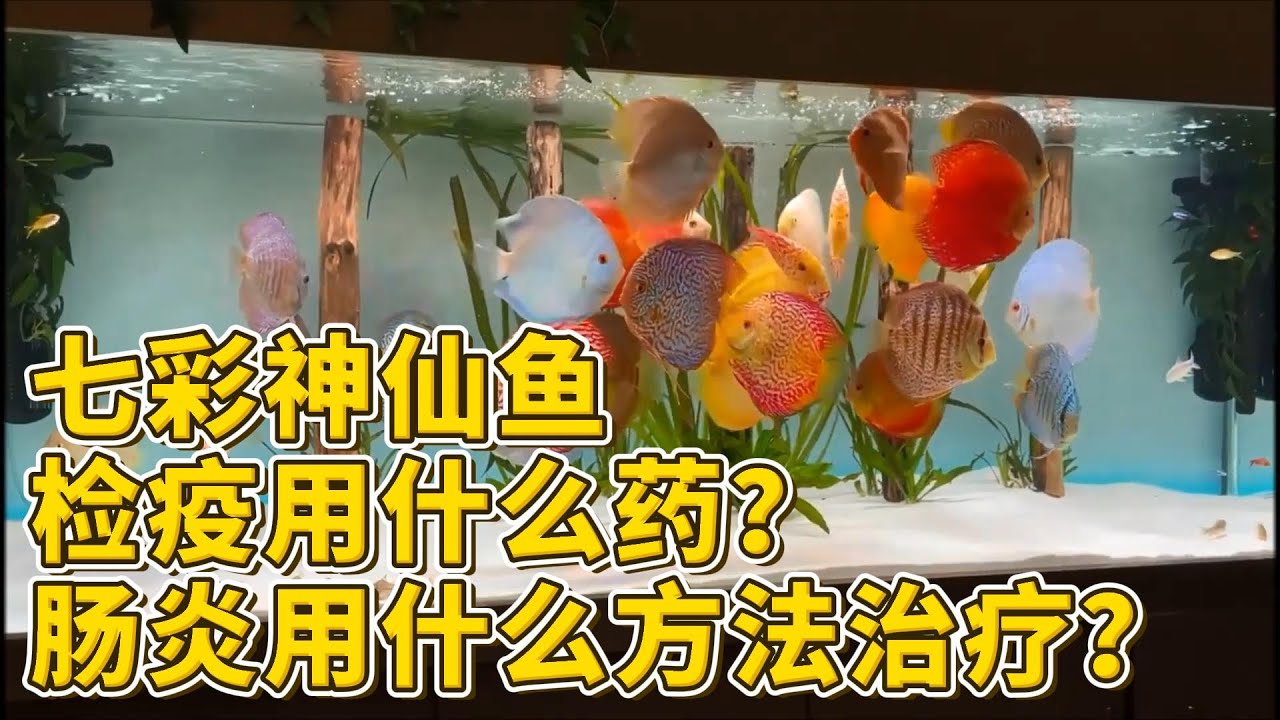 七彩神仙鱼检疫用什么药？肠炎用什么方法治疗？完整解答。