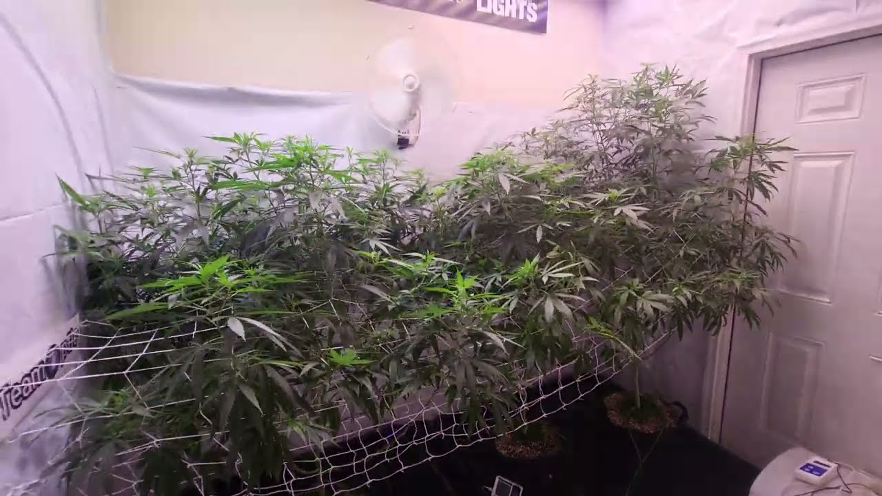 8x10 LED Grow Room - Slim 650S NextGen & Optic 8+ gen3 - Week#1 Flower - 4x8 double Trellis Net