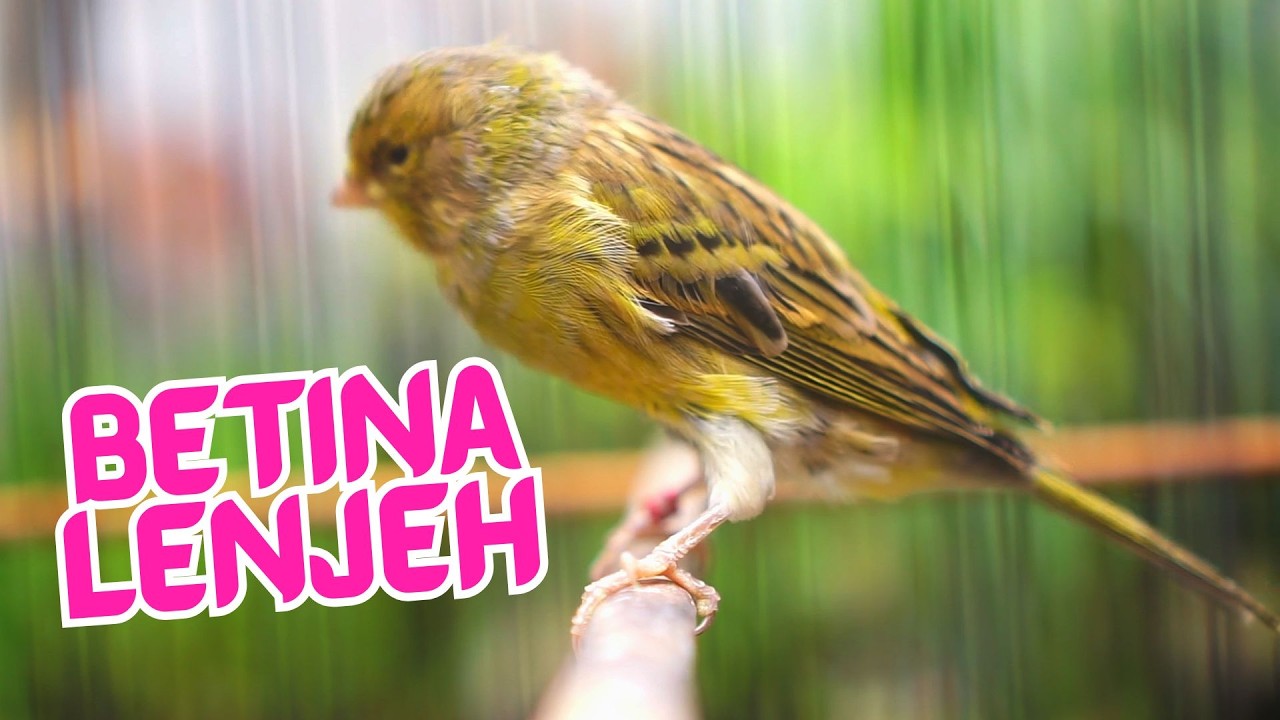 PALING DICARI!! PANCINGAN KENARI BETINA MEMANGGIL JANTAN BIAR BUNYI GACOR CUIT CUIT NGEROL