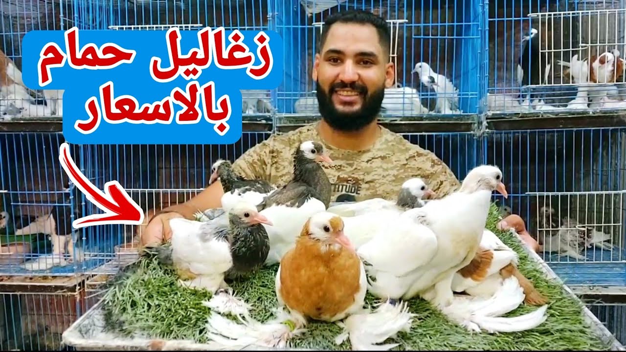 زغاليل حمام نفاخ | جميع الالوان بالاسعار
