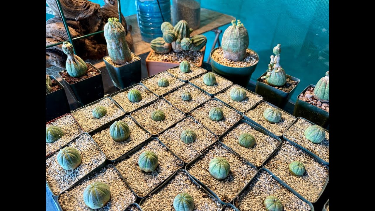 Euphorbia obesa Seedling Separation - Episode 199
