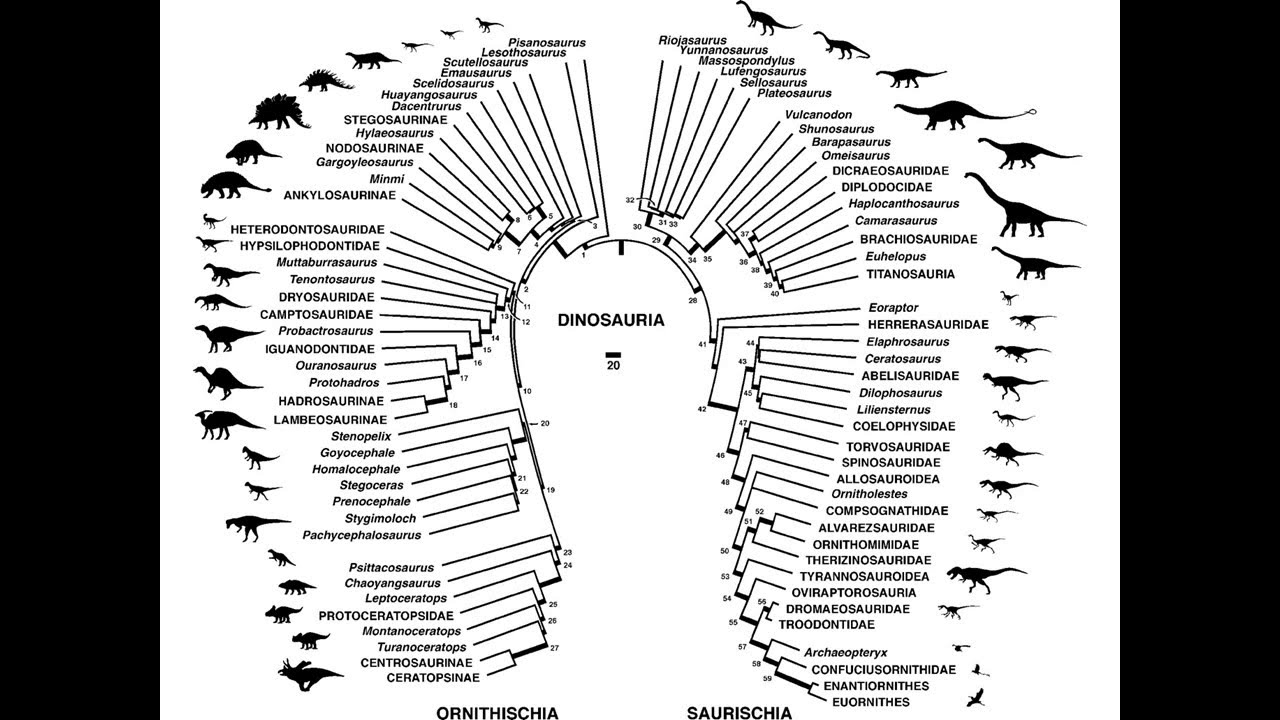 The early evolution of Dinosaurs