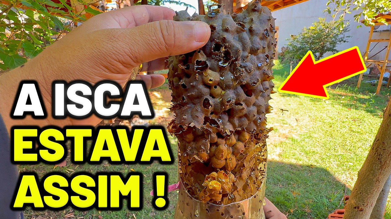 Como Transferir um enxame de abelhas Jataí - A rainha estava perto do mel!