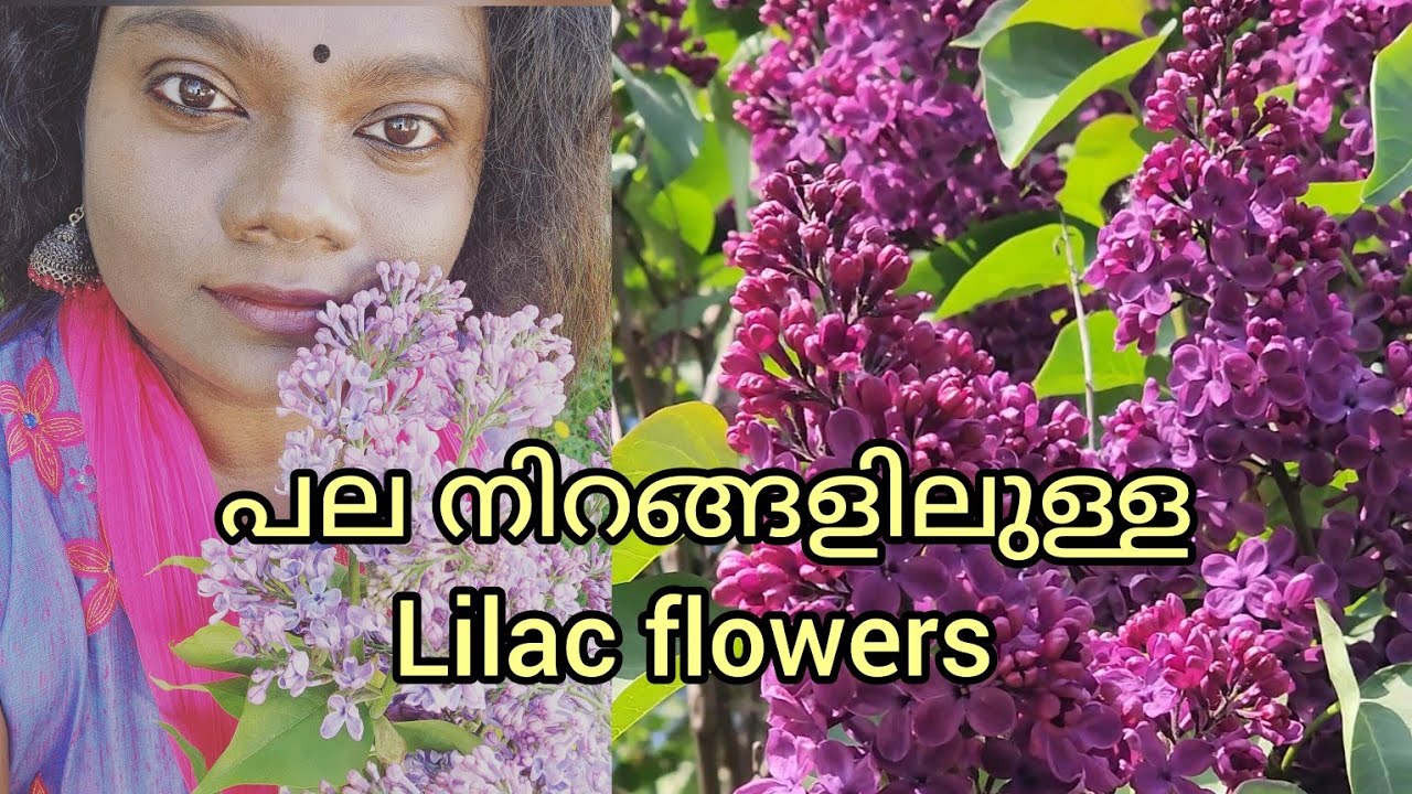 🪻💜Beautiful lilac flowers in different colors ||കാണാൻ നല്ല ഭംഗിയും, കിടിലം മണവുമാണ് ഈ പൂവിനു 🪻💜