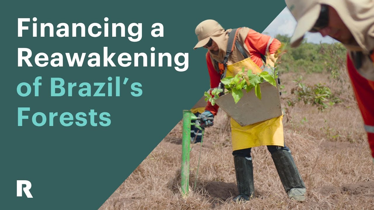 Financing a Reawakening of Brazil's Forests