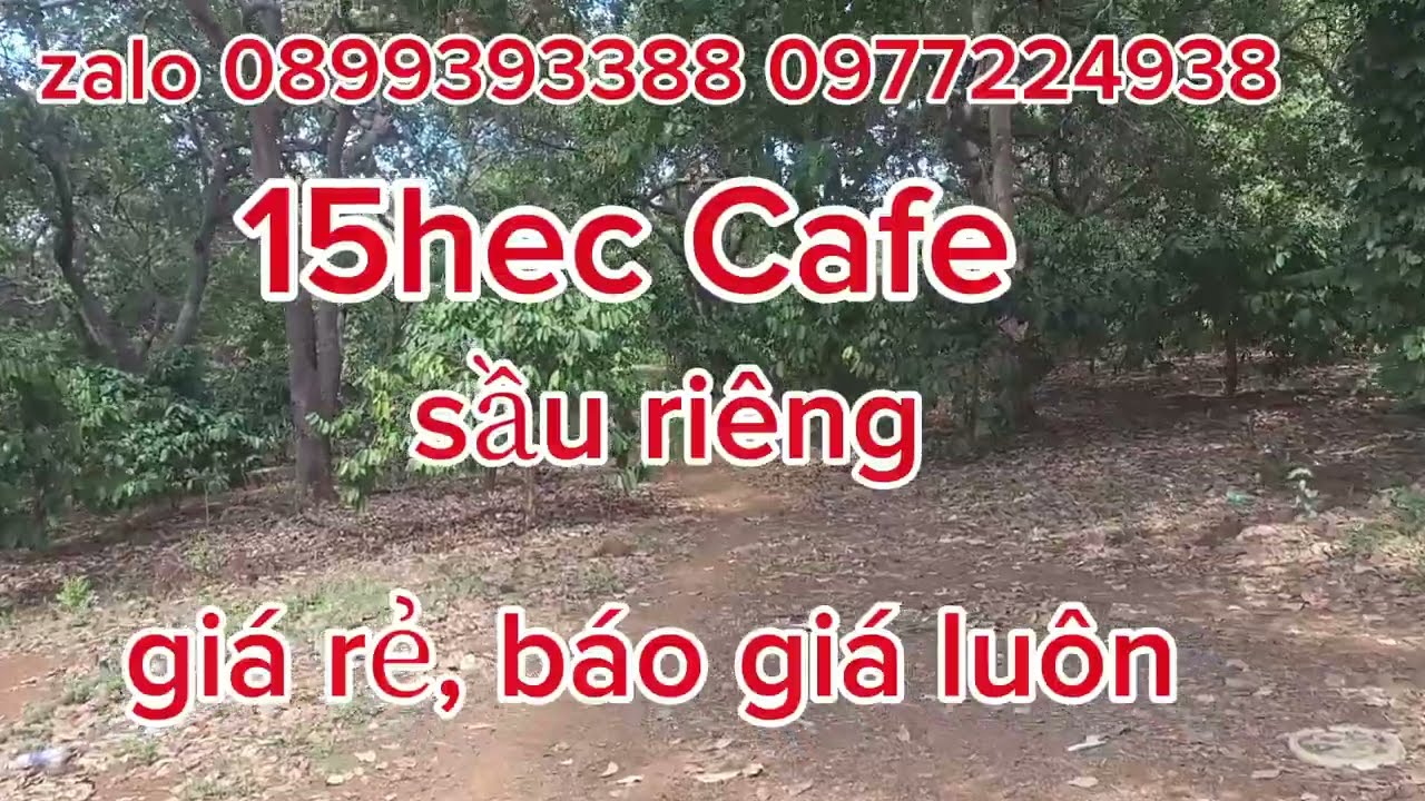 15h Cafe, sầu riêng, cao su, bằng như sân, giá rẻ 