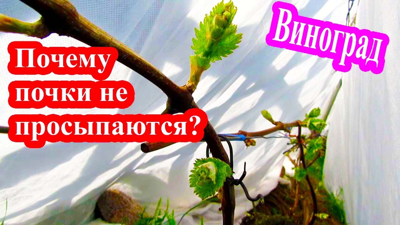 🔴🔴Why don't grape buds wake up? Grapes under temporary shelter.