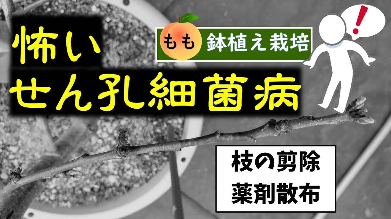 果樹栽培：桃の「せん孔細菌病」対策