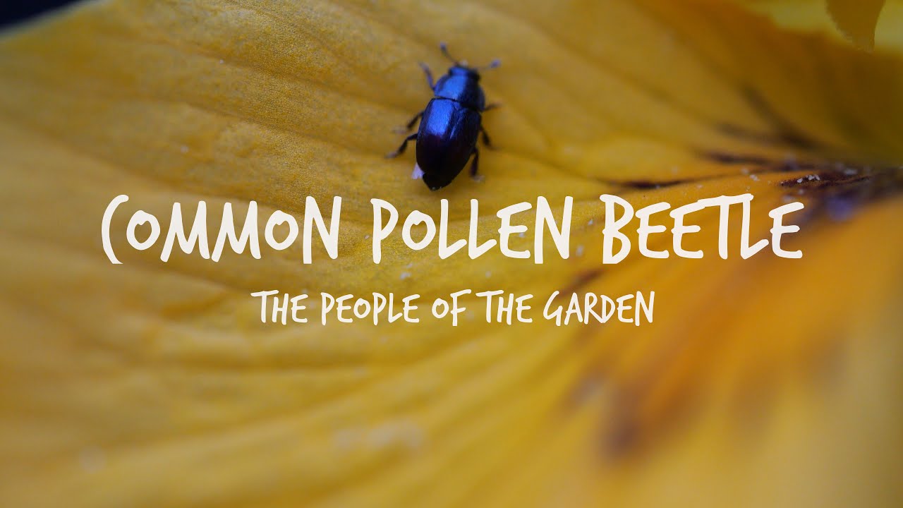 Common Pollen Beetle