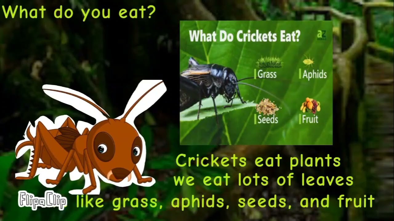 Meet the Animals 291: Cricket