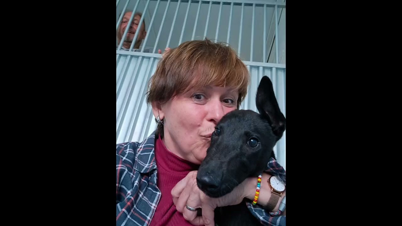 Ireland Greyhound Pups