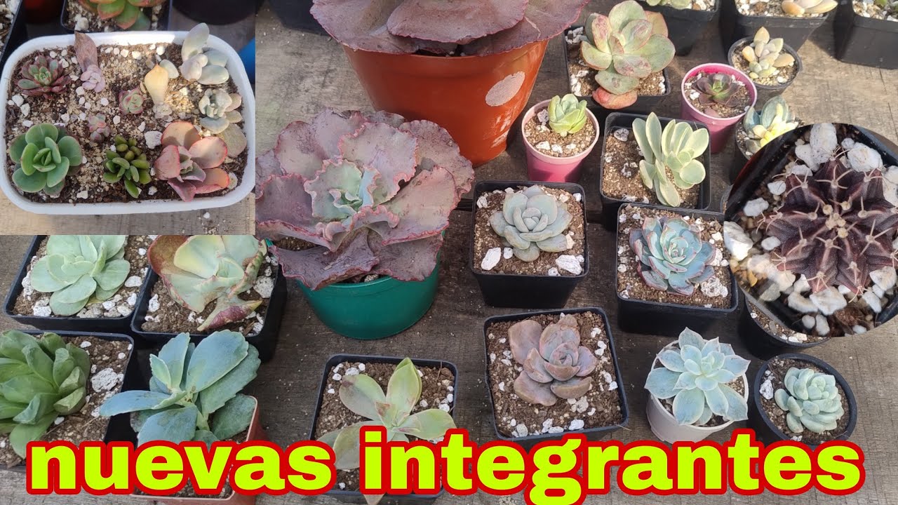 Acompáñame a trasplantar las nuevas integrantes del jardín