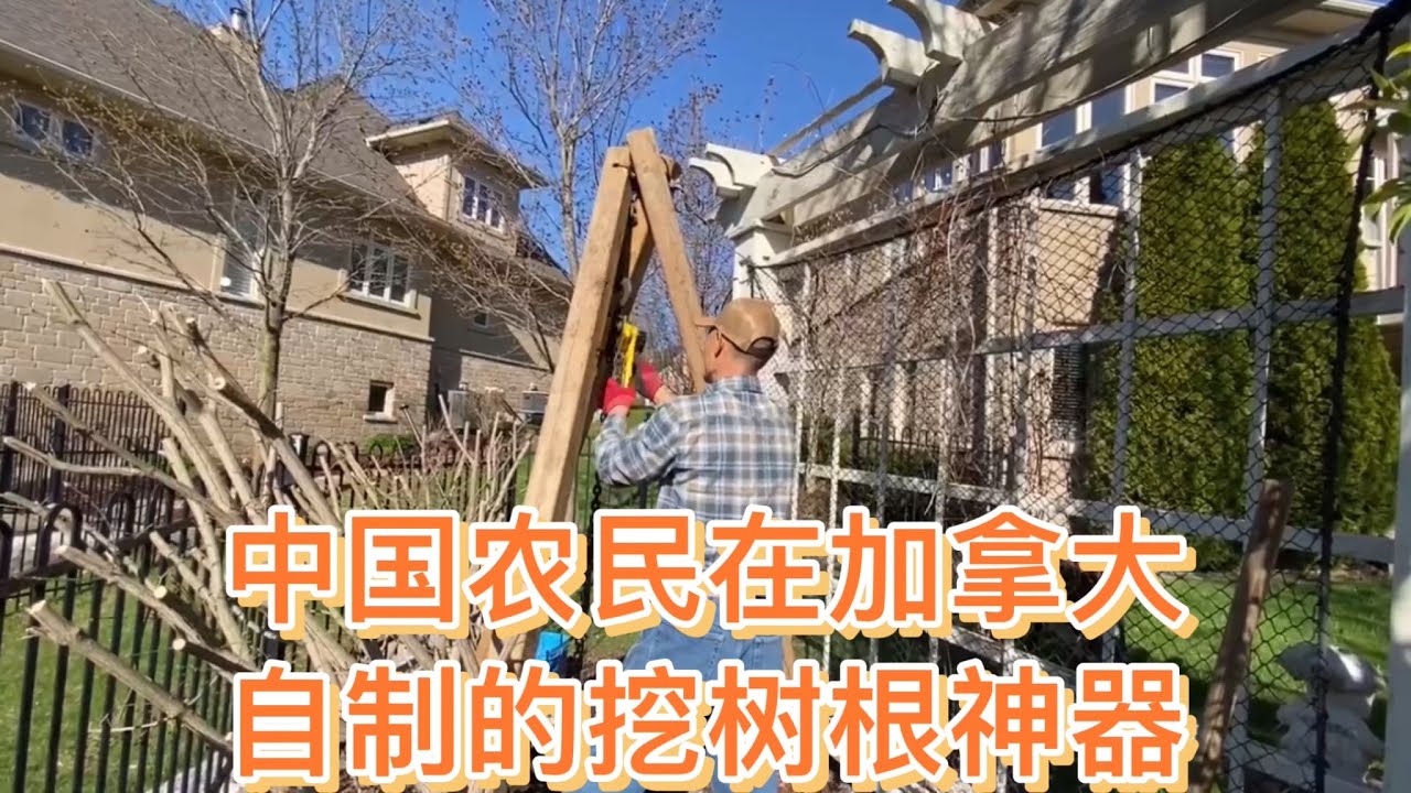 猴哥的挖树根神器省力气，干完活回家带只大老虎，看大猫啥表情