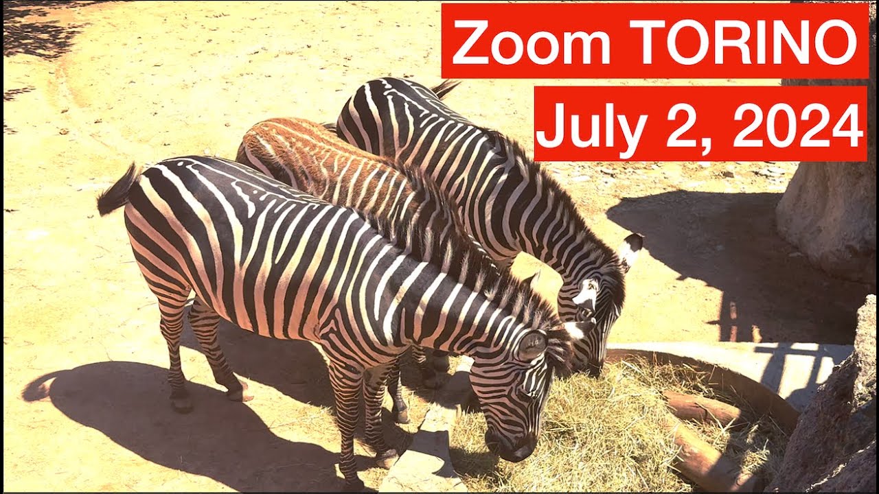 Zoom Torino Animal Zoo in Turin Italy July 02 2024: Where to go with your kids this Summer
