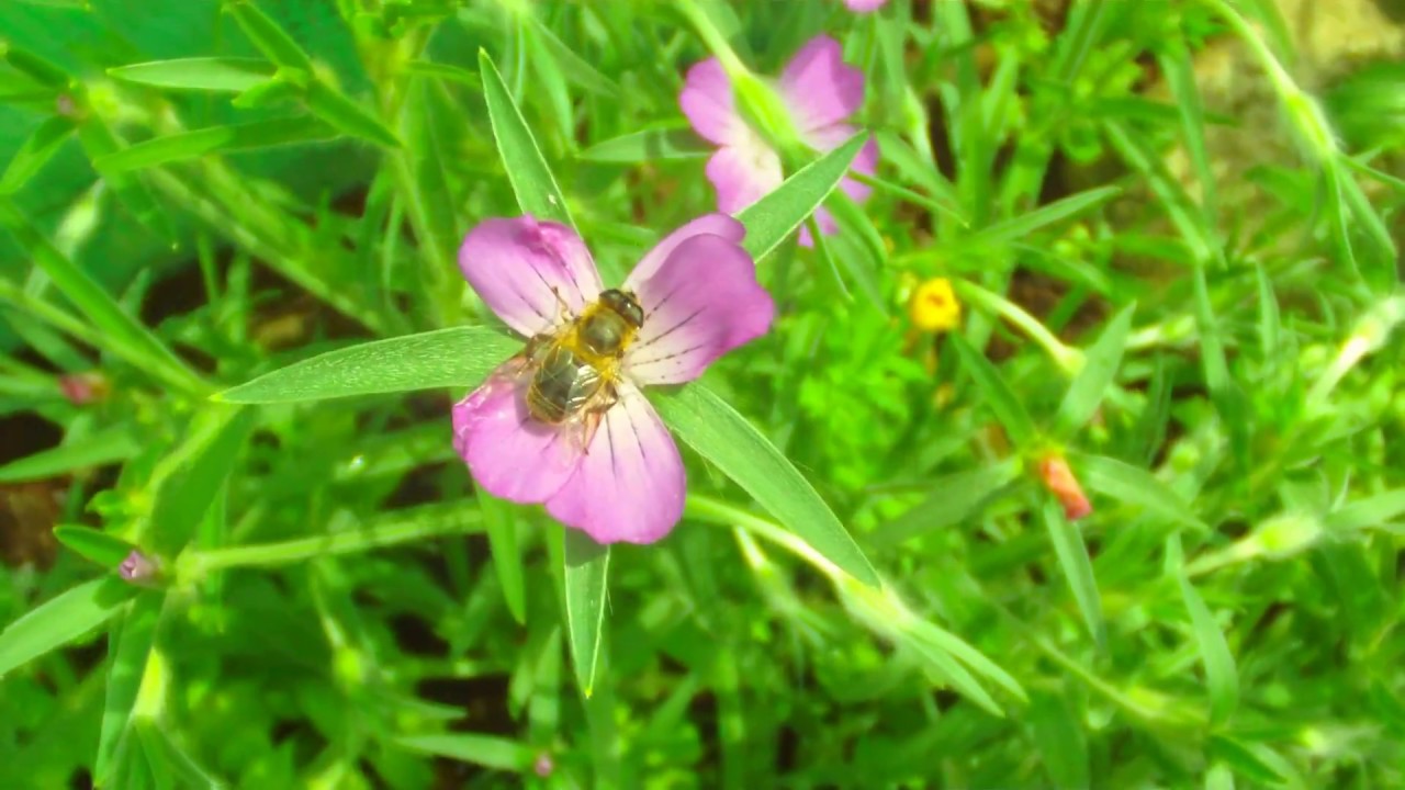 Growing Wildflowers For Pollinators With Seed Bombs