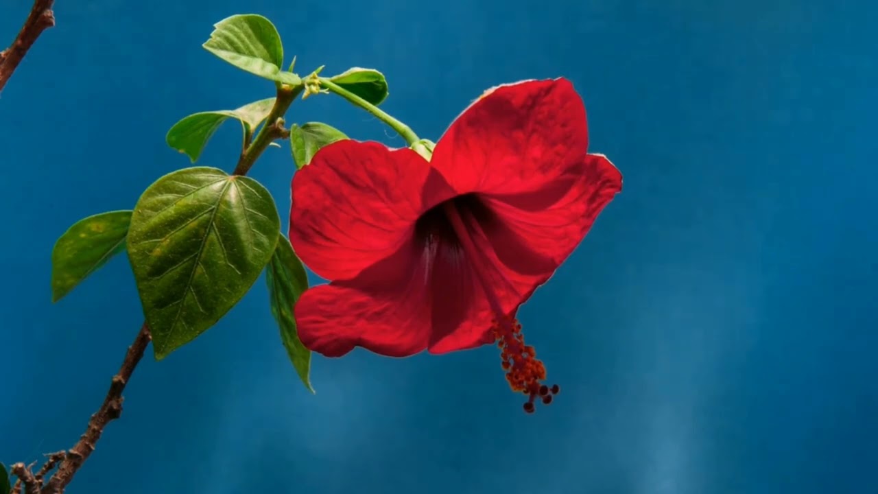 Morning garden  Acoustic Chill Relaxing Music | Beautiful Flowers