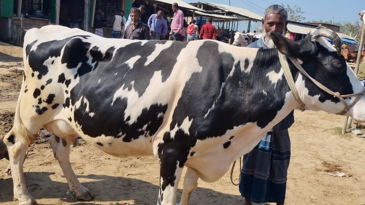 @আজ ৭ ফেব্রুয়ারী ২৬ | বাচ্চাছাড়া ফ্রিজিয়ান গাভী গরুর দাম | রানীগঞ্জ হাট |দিনাজপুর 