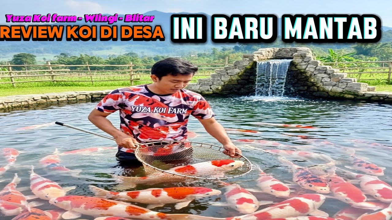 Ngiler‼️lihat kualitas nya‼️review harga Koi di desa tegal asri,Wlingi Blitar !!Yuza Koi farm