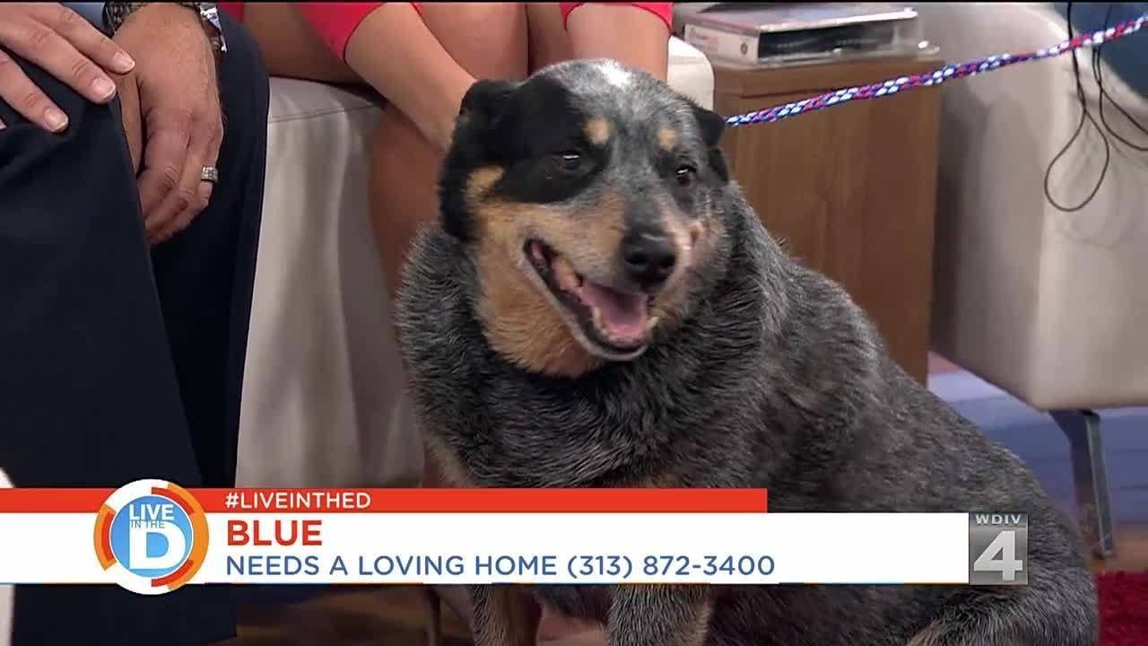 All 4 Pets: Blue needs a loving home