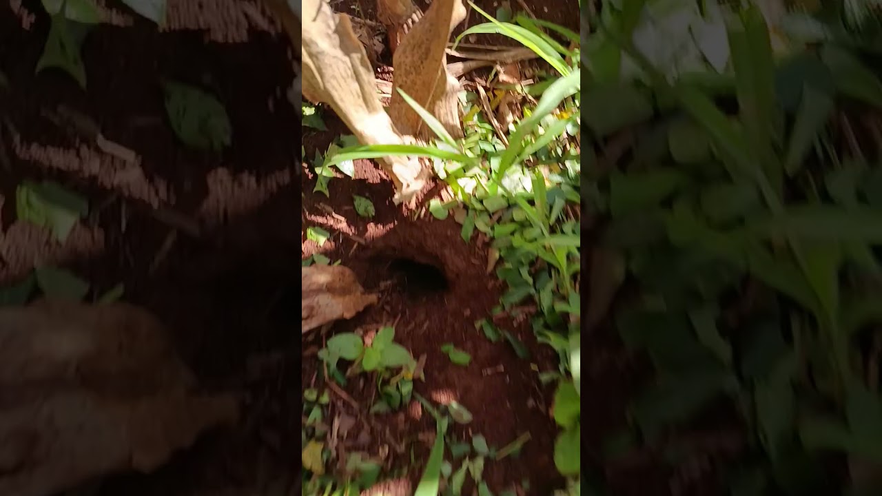 Hoje é dia de nós combater formiga cortadeira