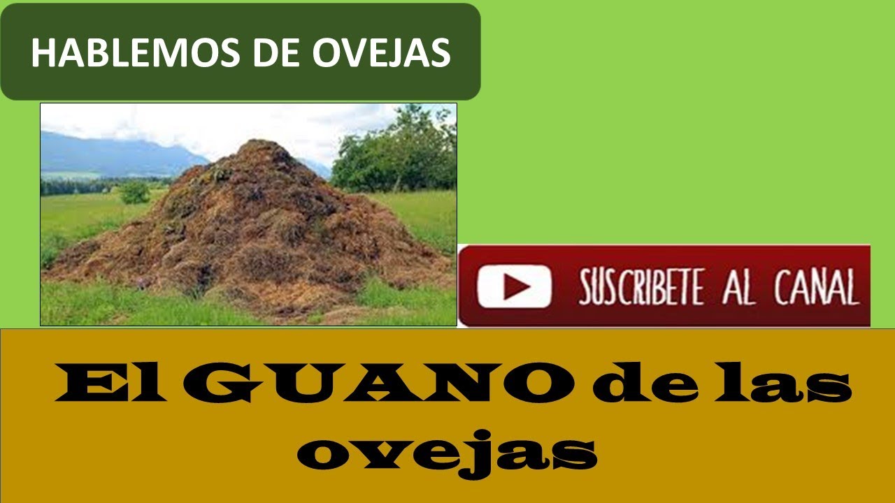 16- EL GUANO DE LAS OVEJAS