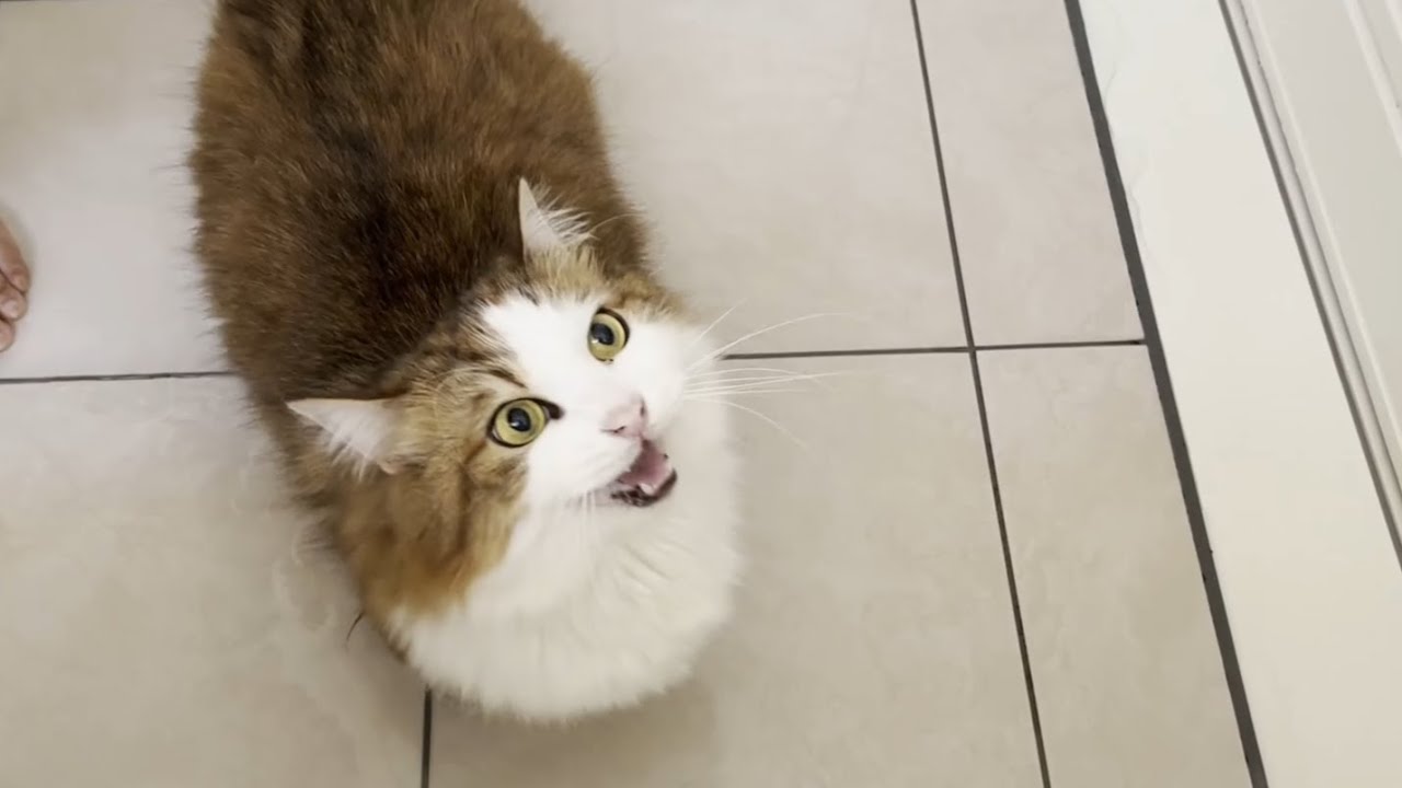 鳴き声のボリュームが豆大福と比べたらめっちゃ小さい猫