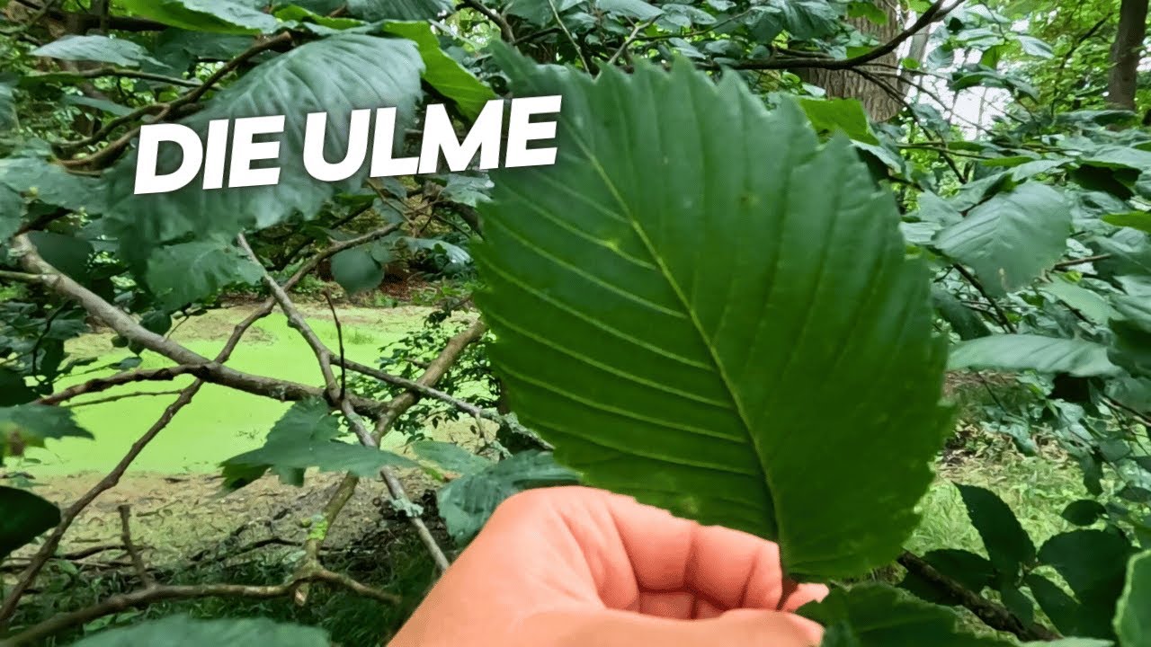 Die Ulmen vom Förster vorgestellt - Baumarten Basics
