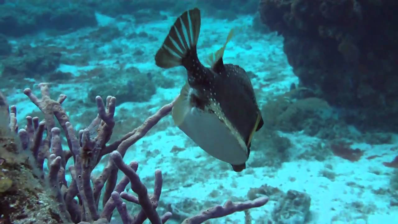 Diving Cozumel's Chankanaab Reef - trunk fish - AWESOME