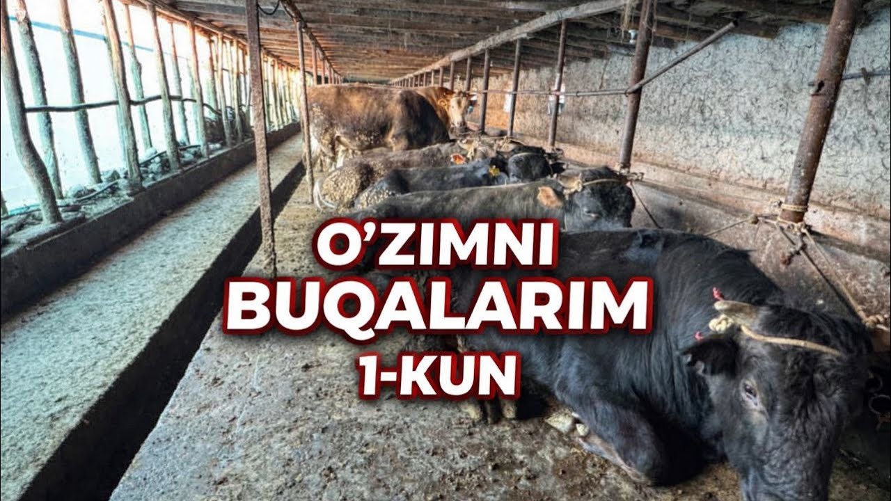 O’ZIMNI BUQALARIM 1-KUN 19.02.2026…