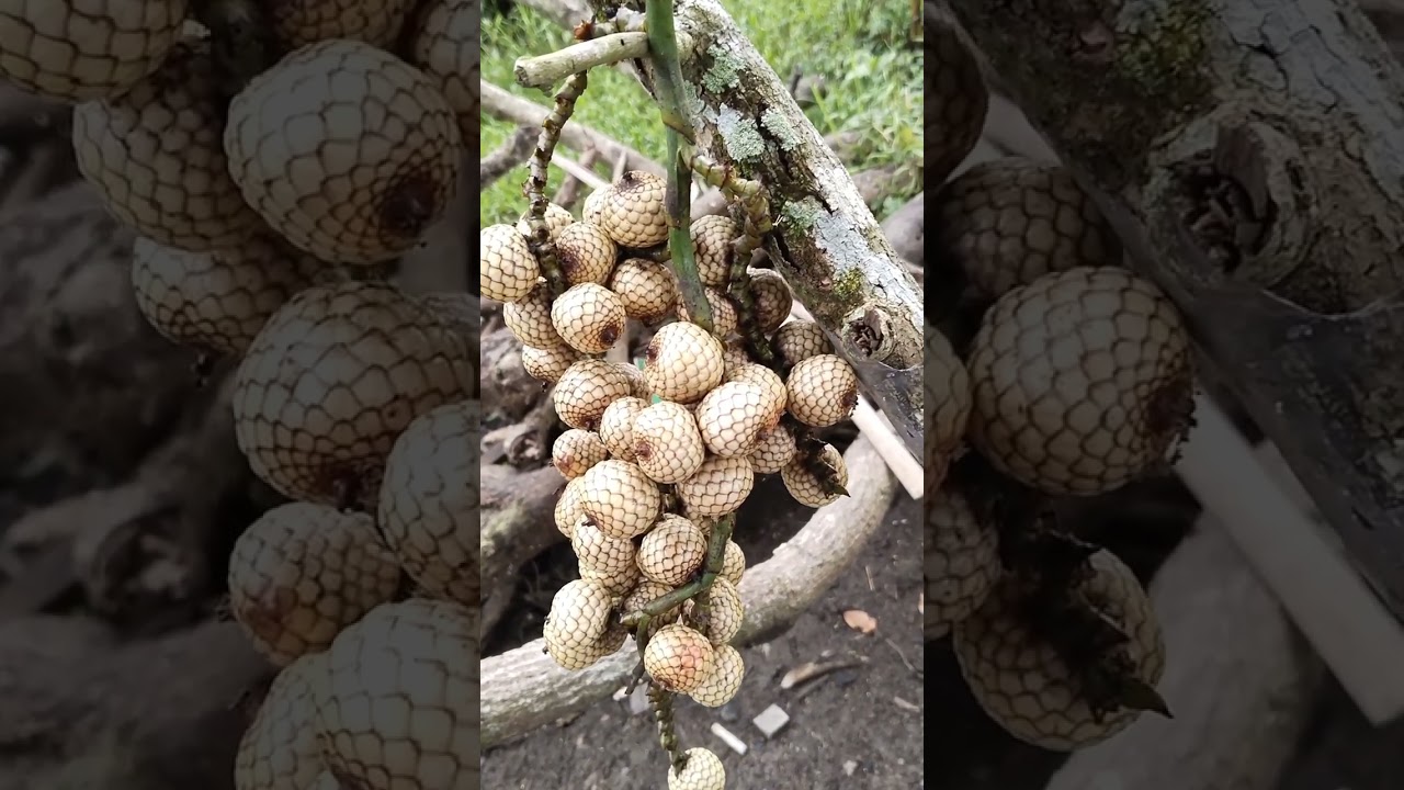 Health benefits ng yantok or rattan fruit, masustansyang pagkain