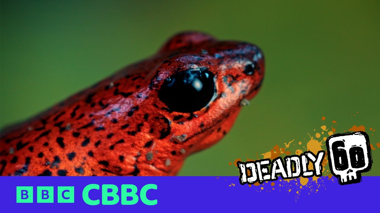 Poison Dart Frog Deadly Facts ☠️🐸 | Deadly 60 | CBBC