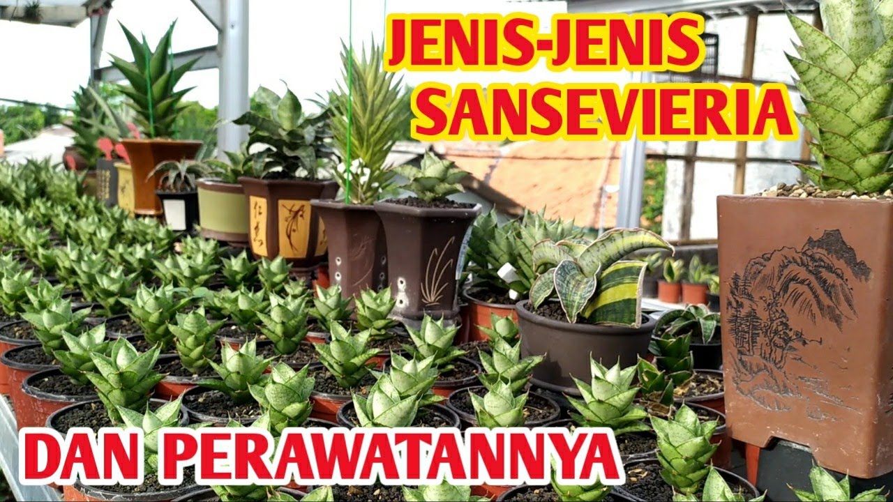 JENIS JENIS SANSEVIERIA DAN PERAWATANNYA
