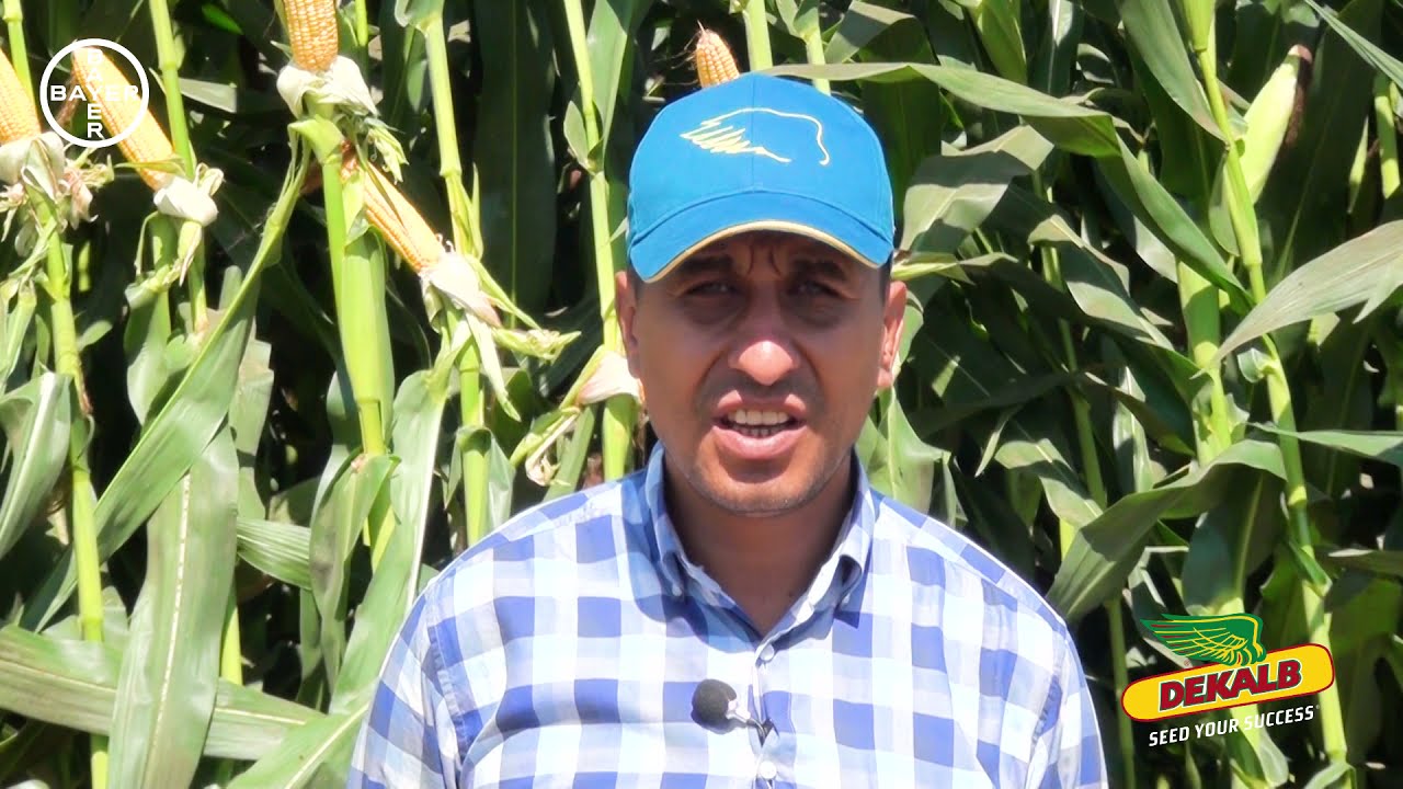 DKC6777 Mısır Tohumunu İzmir Torbalı'dan Hamit Türk Yorumluyor