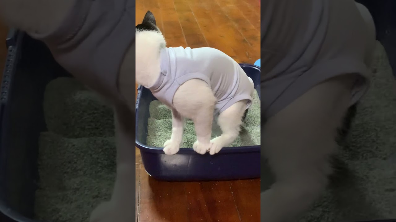 Homemade surgery recovery wear for my cat👍