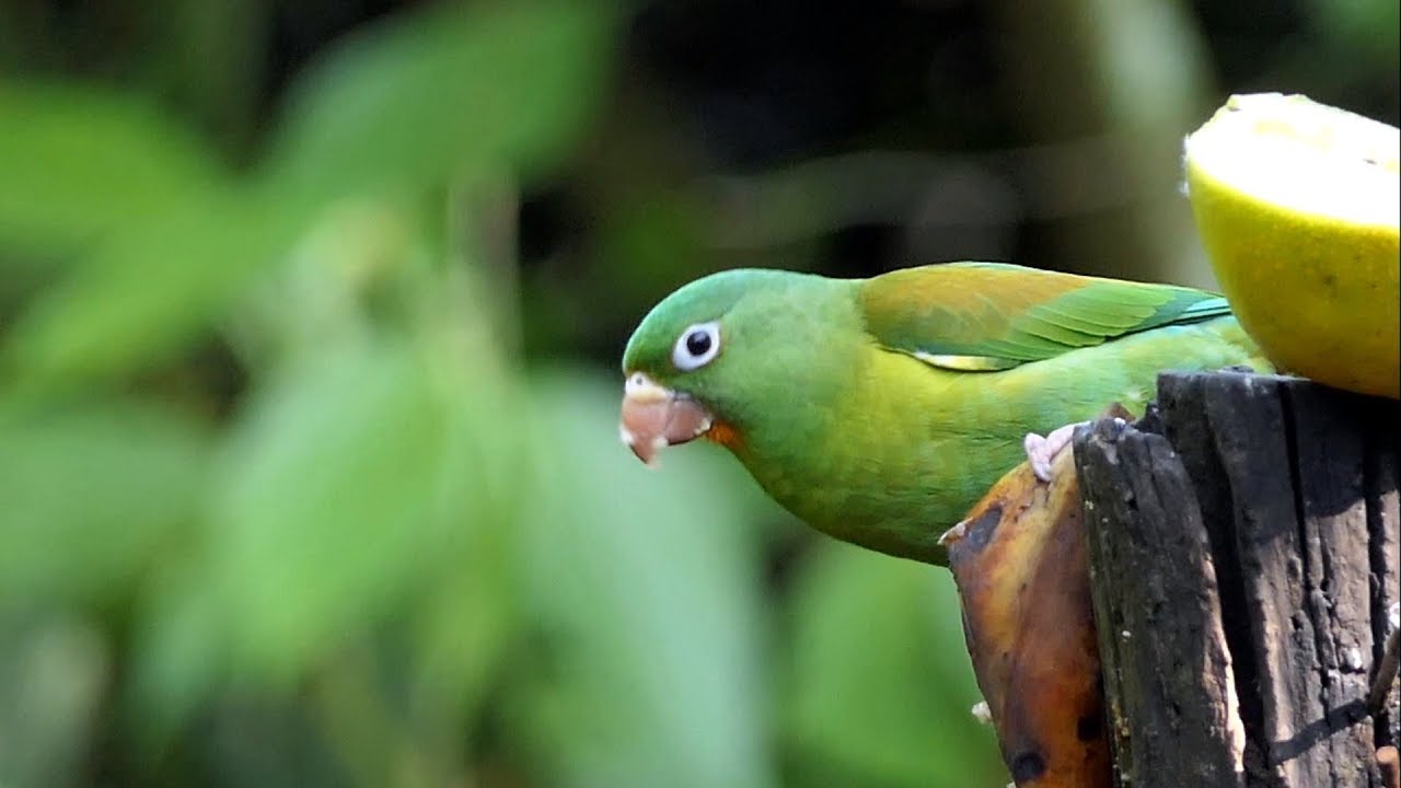 Orange-chinned Parakeets in Costa Rica.