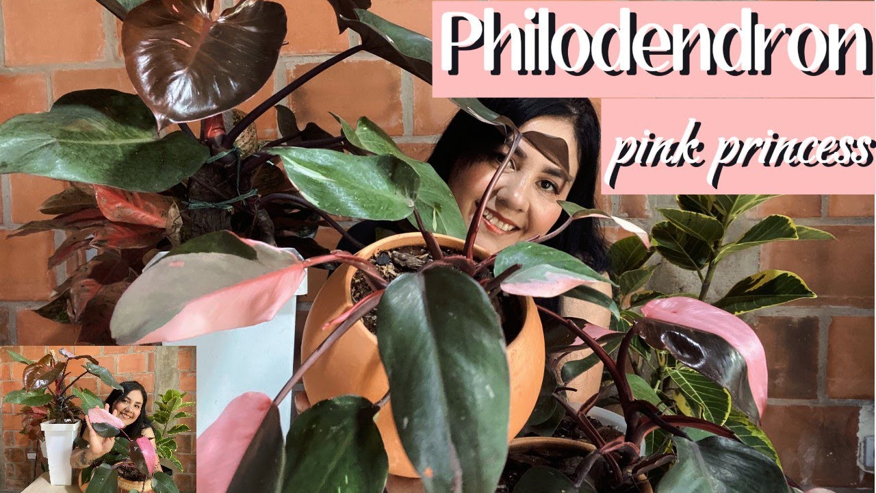 PHILODENDRON PINK PRINCESS como cuidar estas plantas y poderlos disfrutar por mucho tiempo 🤩