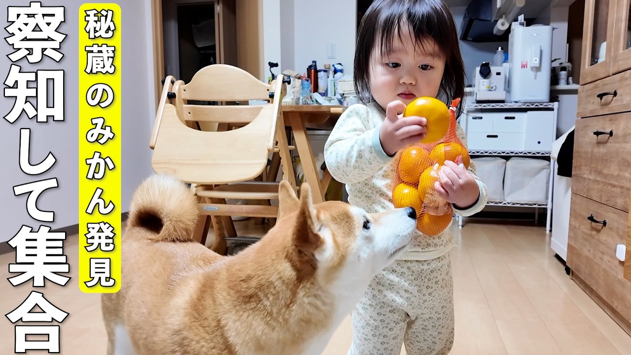 隠されていた大好物を発見した柴犬と2歳児の反応が可愛すぎましたw