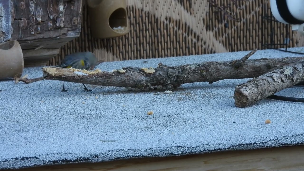 Three Yellow-rumped Warblers