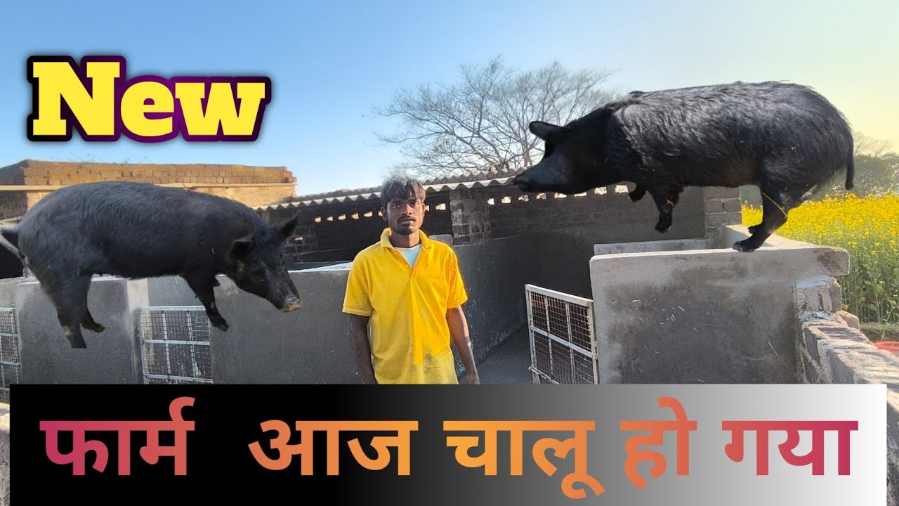  भाई का नया फार्म चालू हो गया #pig #pigfarming 8084973109