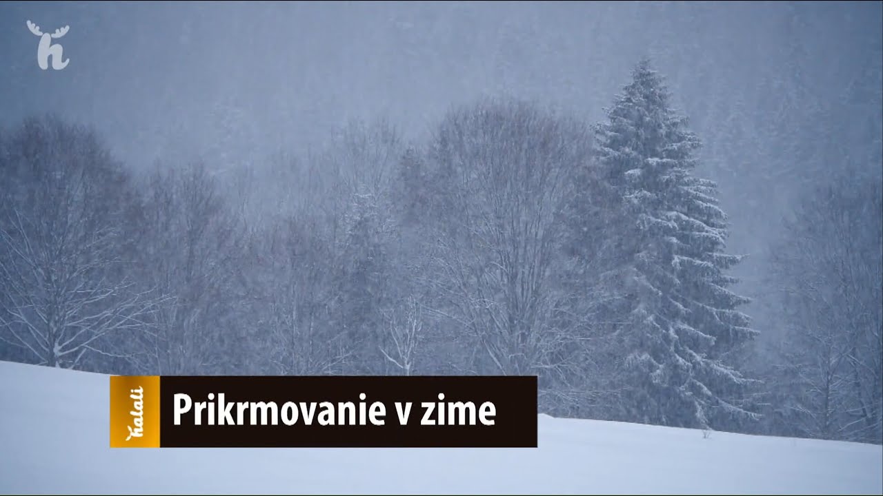 Prikrmovanie zveri