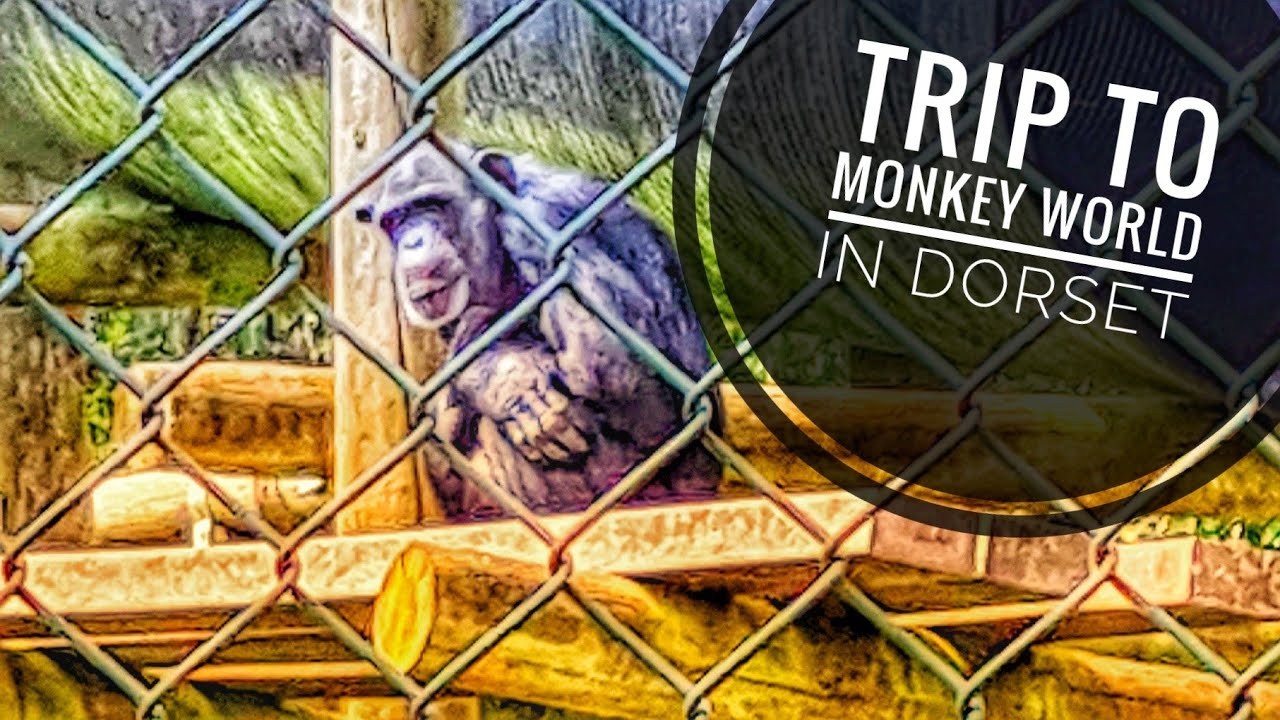 Visit to Monkey World - Ape Rescue Centre in Dorset