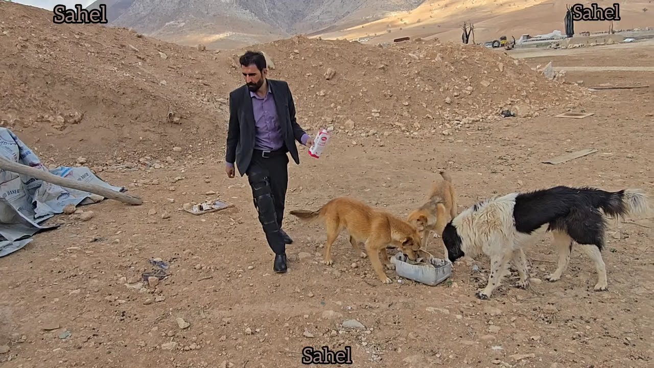 A nomadic life of engineer Babazadeh, feeding sheep and animals in a cave and helping an orphaned fa