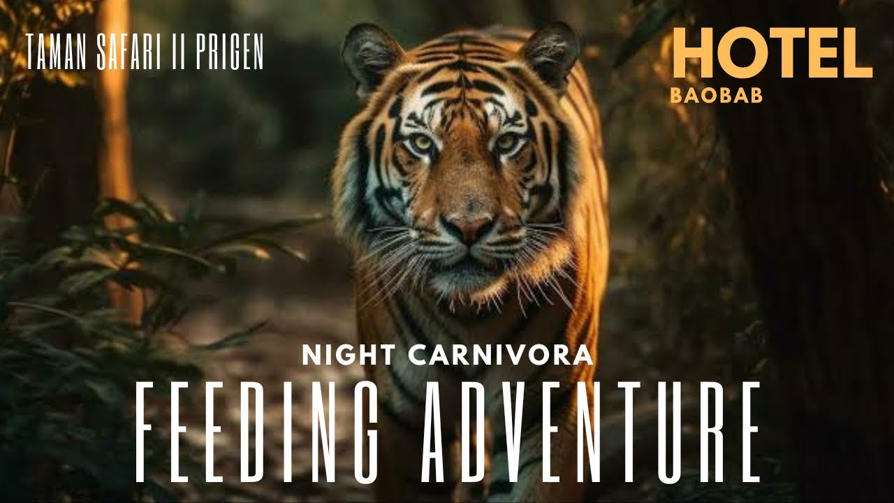 Full Review Night Carnivora Feeding Adventure: Feeding Hewan Buas di Malam Hari