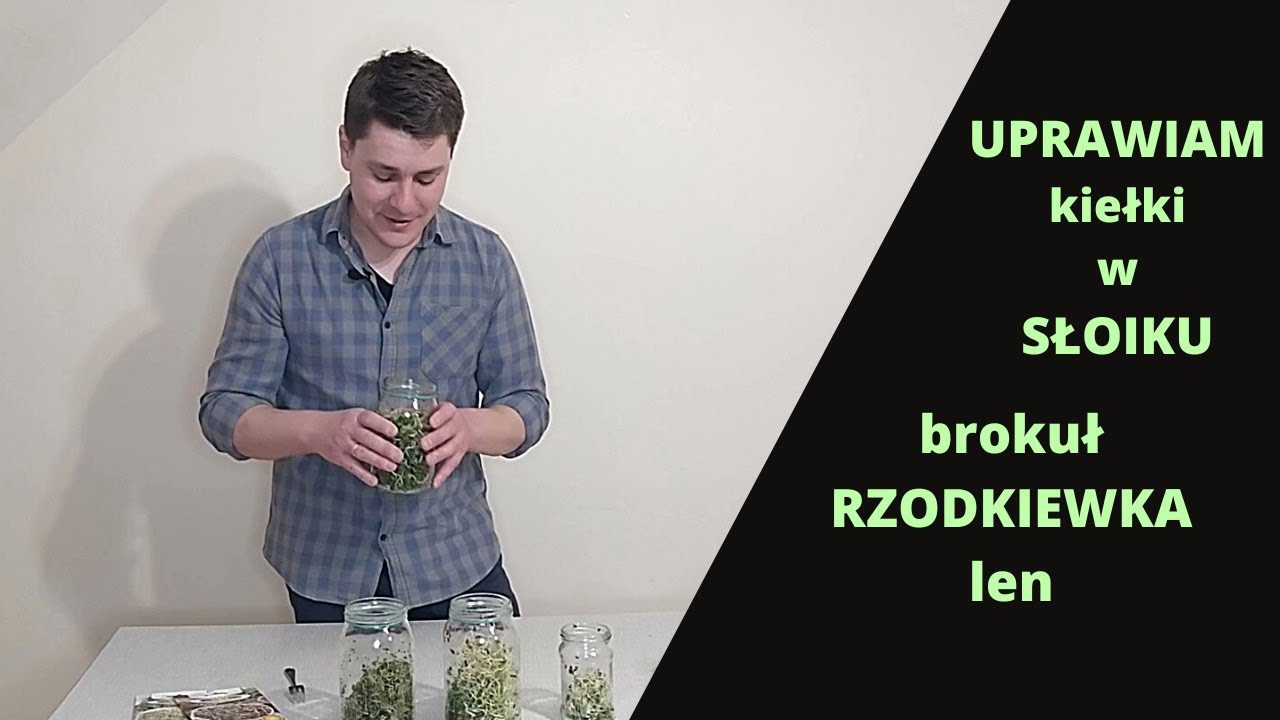 Uprawiam kiełki w słoiku. Brokuł, rzodkiewka, len