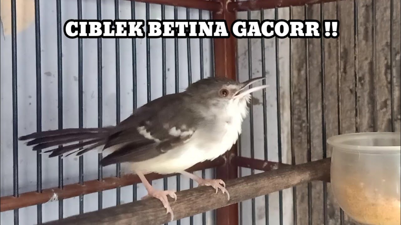 Ciblek betina gacor memanggil ciblek jantan, ciblek jantan bisu langsung bunyi