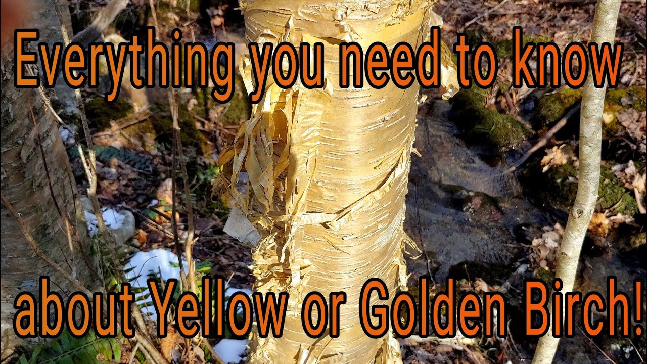 Everything you need to know about Yellow or Golden Birch! (Betula alleghaniensis)