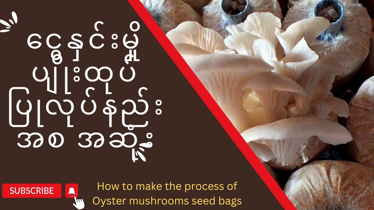 ငွေနှင်းမှို ပျိုးထုပ်ပြုလုပ်နည်း အစအဆုံး| How to make the process of the Oyster mushrooms seed bags