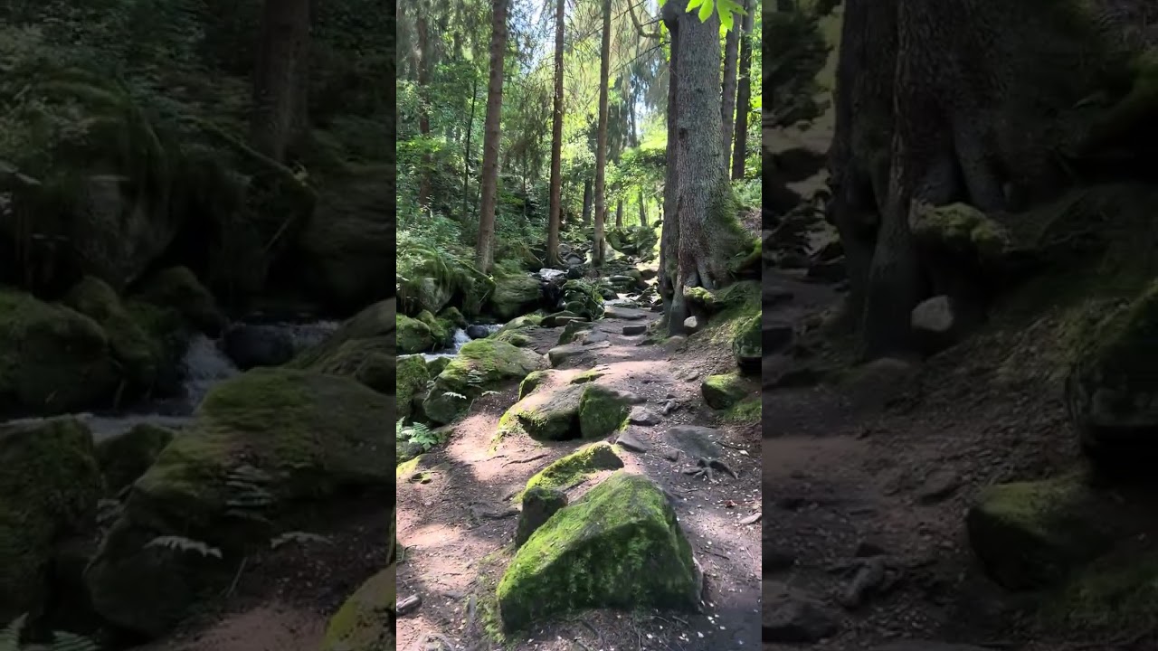 Forest Walk along  | Wyming Brook Nature Reserve | Wild Sheffield | Relax